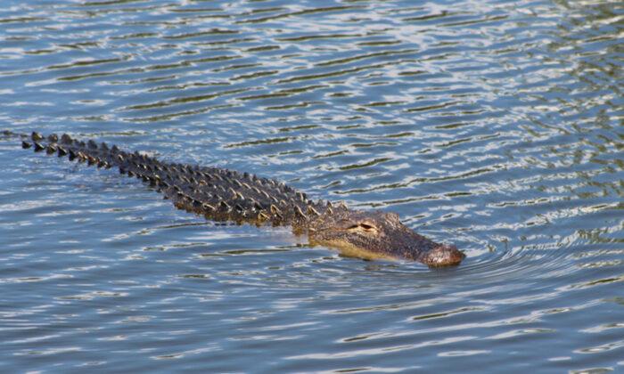 Florida Man Fights Off 8ft Alligator That Attacked Him While Walking His Dog Along Canal