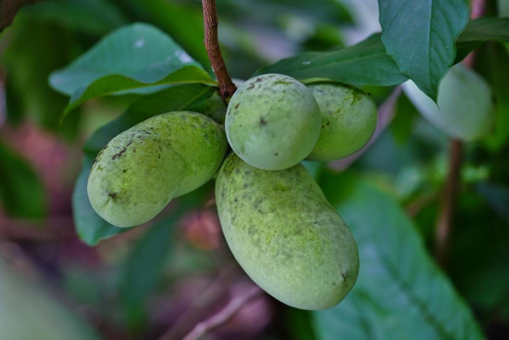 The pawpaw is North America’s largest indigenous edible fruit. (EQRoy/Shutterstock)