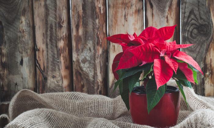 How to Rebloom Your Poinsettia
