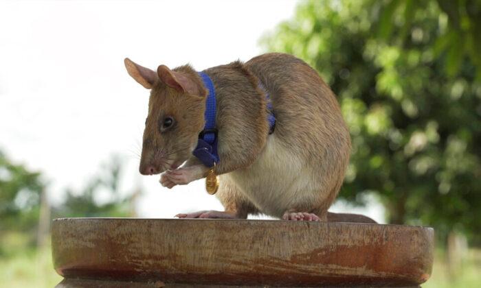 Giant Rat Wins Animal Hero Award for Sniffing Out Landmines in Cambodia
