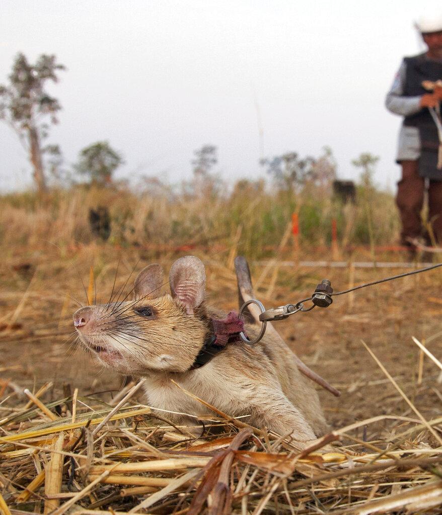 In this undated photo issued by the PDSA, People's Dispensary for Sick Animals, Cambodian landmine detection rat Magawa is photographed in Siem, Cambodia. (PDSA via AP)