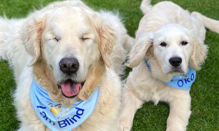 Blind Golden Retriever Gets His Own Tiny Guide Dog to Find His Way on Walks
