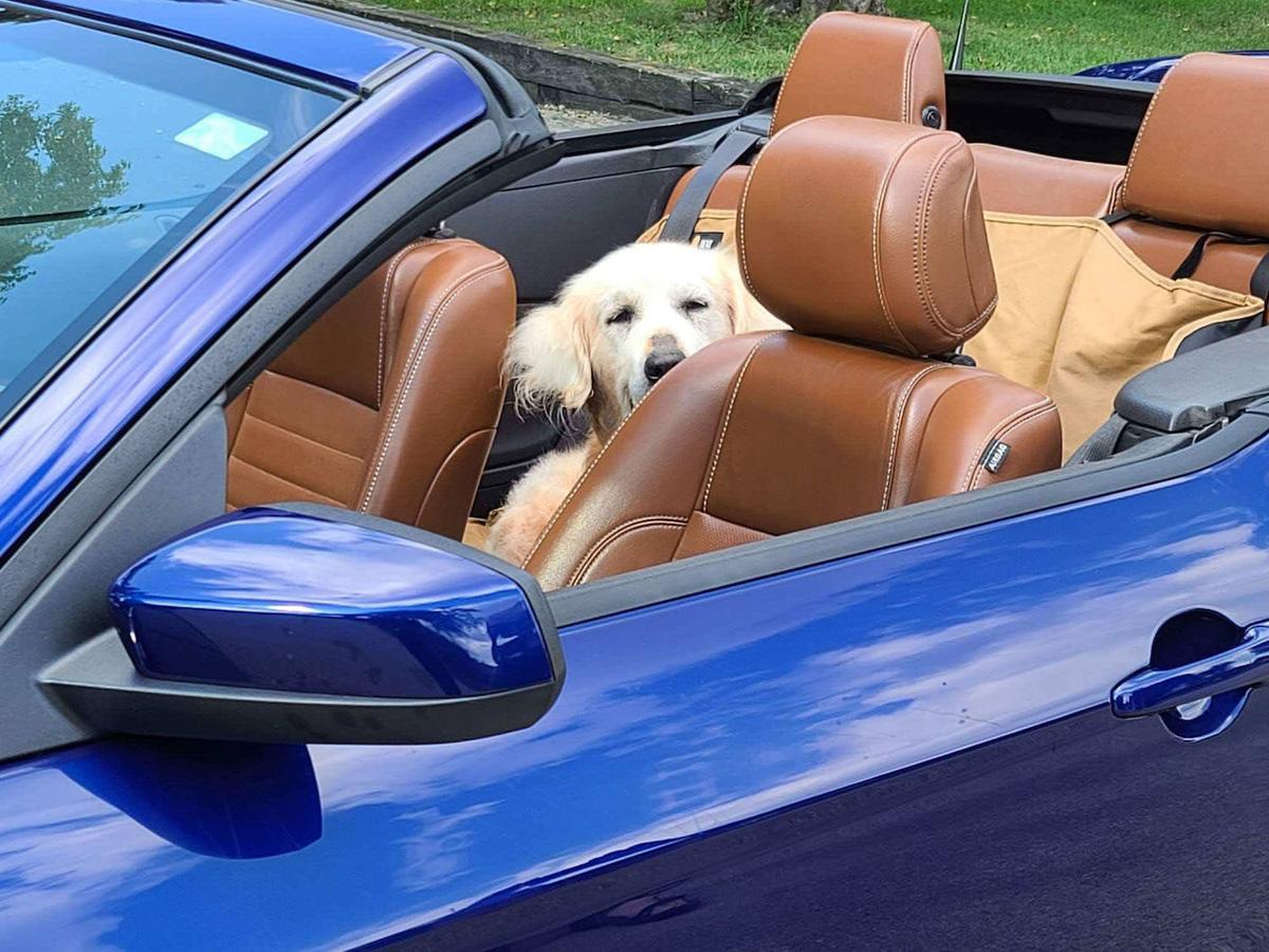 Theo went for a ride in a convertible. (Caters News)