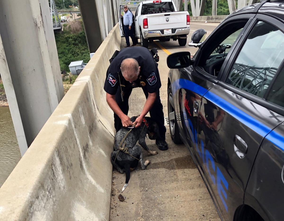 Officer John Fenly removes the makeshift harness after lifting the dog to safety. (Courtesy of Stantec)