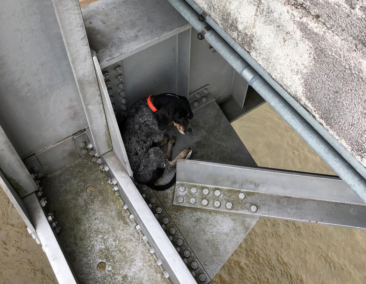The dog stranded on the ledge of the Natchez-Vidalia Bridge. (Courtesy of Stantec)