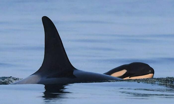 It’s a Boy! Mother Orca Gives Birth to ‘Robust,’ ‘Healthy’ Killer Whale Baby Off Coast of BC