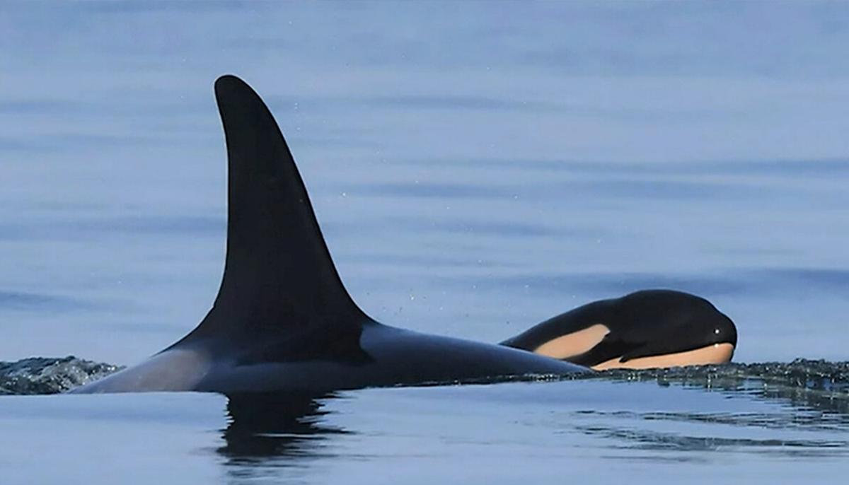 It's a Boy! Mother Orca Gives Birth to 'Robust,' 'Healthy' Killer Whale Baby Off Coast of BC