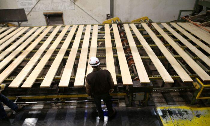 Timber Plantation to Grow Jobs in Victoria
