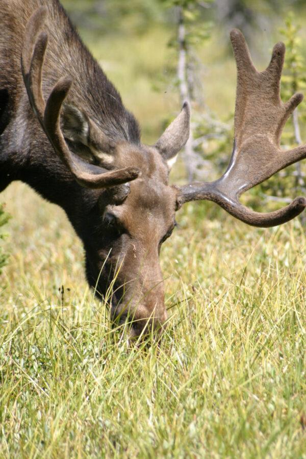 Encountering a moose is almost a daily pleasure in Rangeley, Maine. (Courtesy of Jeffrey Halcombe/Dreamstime.com)