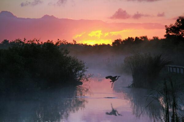 A heron takes flight at sunrise in Everglades National Park. (Brian Lasenby/Shutterstock)