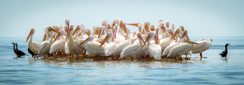 A group of pelicans gathers on a sand bar in Everglades National Park. (Cary Leppert/Shutterstock)