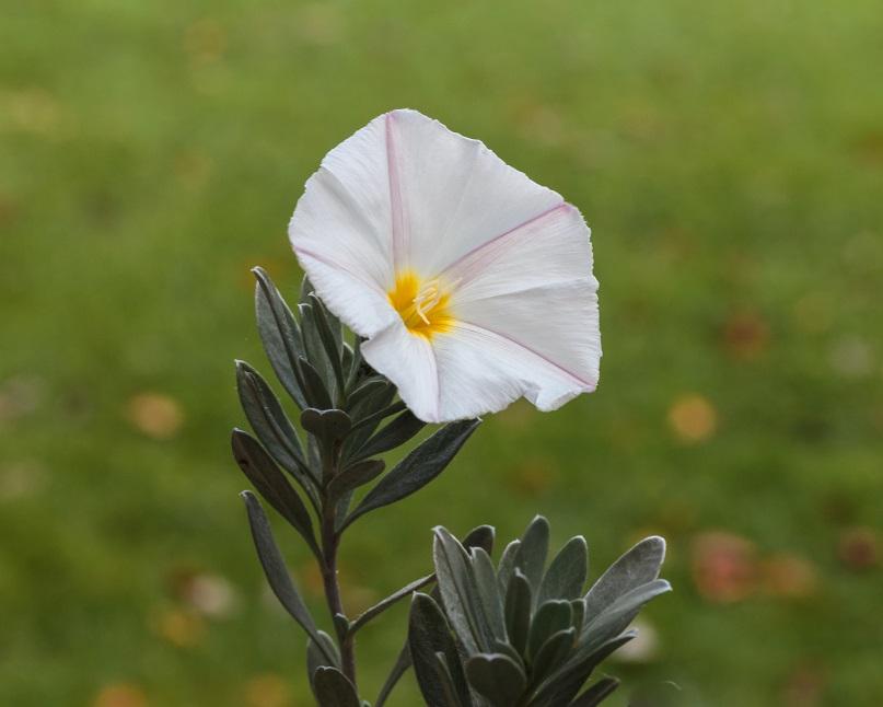 Free at Last! Free at Last! Thank God Almighty, Free at Last!