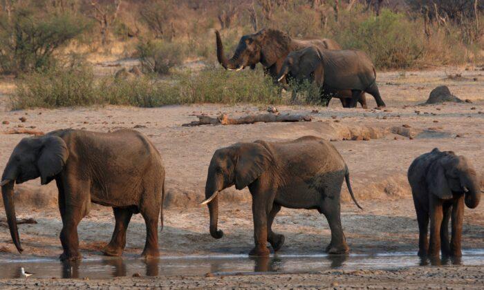 Zimbabwe Suspects Bacterial Disease Behind Elephant Deaths
