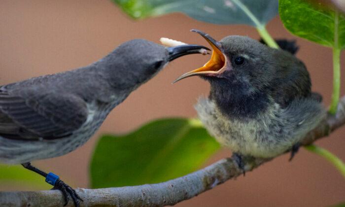 Rare Splendid Sunbird Pair Rears Chick at San Diego Zoo, Only Three of Their Kind in US