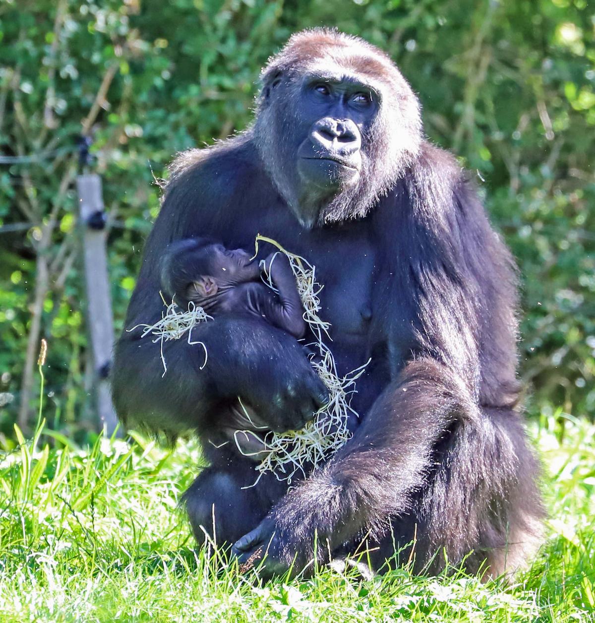 Kala with her newborn baby at Bristol Zoo. (Caters News)
