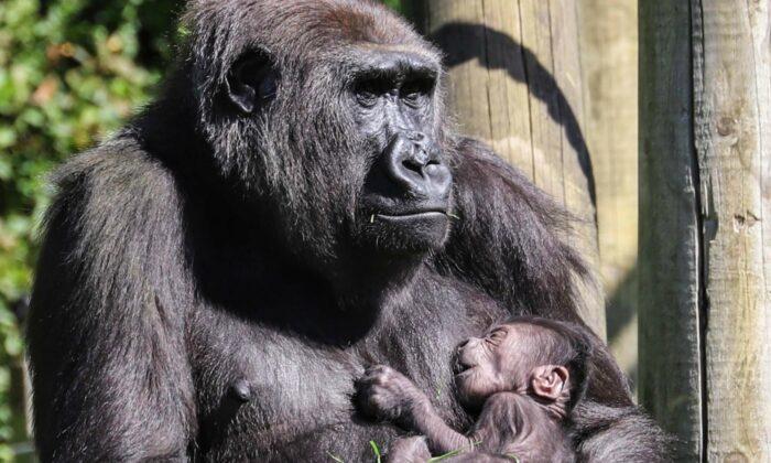 Gorilla Mom Seen Cradling Newborn After Losing Her First Baby Last Year: Photos