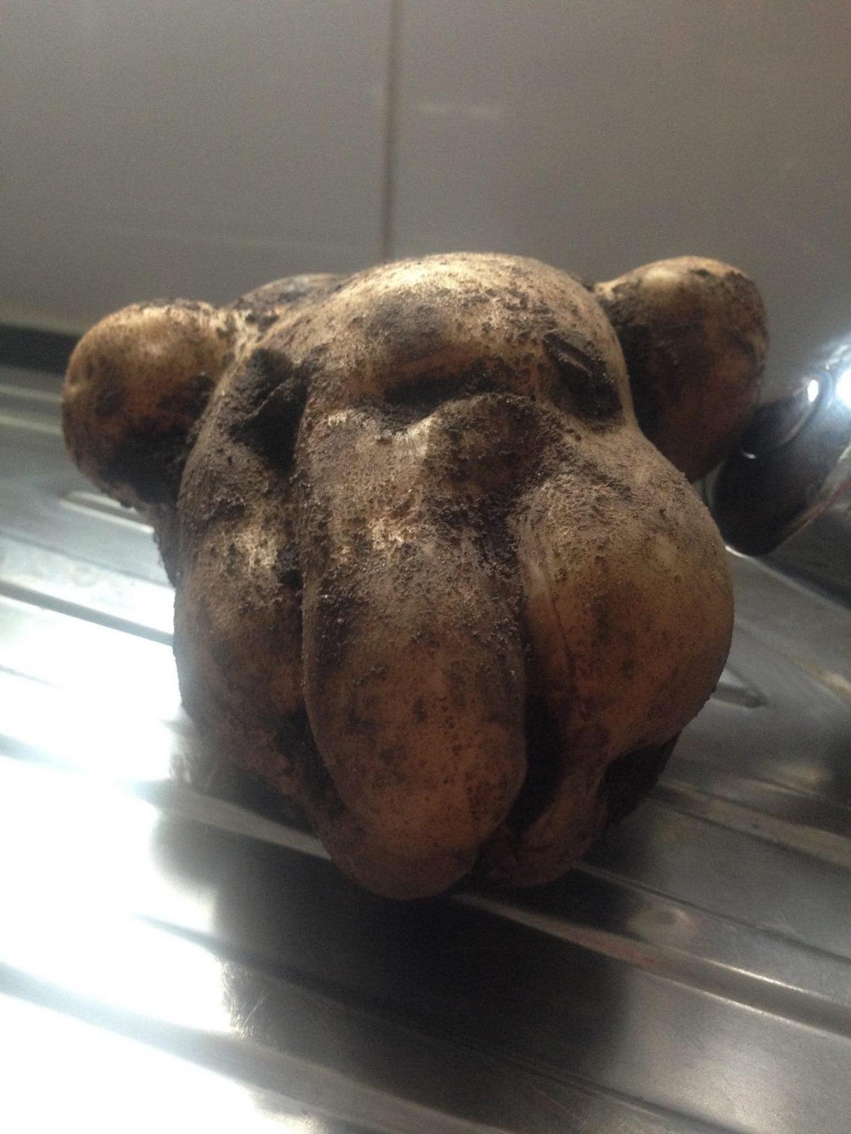 The potato resembling Dave the American bulldog. (Caters News)