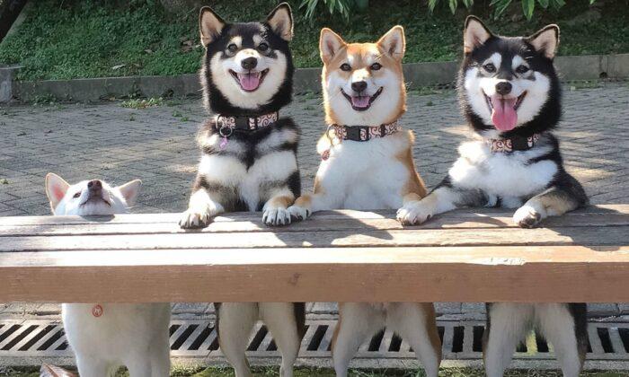 Naughty Shiba Inu Ruins Perfect Group Photos With Her Siblings by Pulling Off Goofy Antics