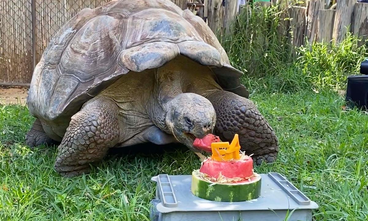 440lb Galapagos Tortoise Celebrates 54th Birthday With Watermelon Cake at Perth Zoo