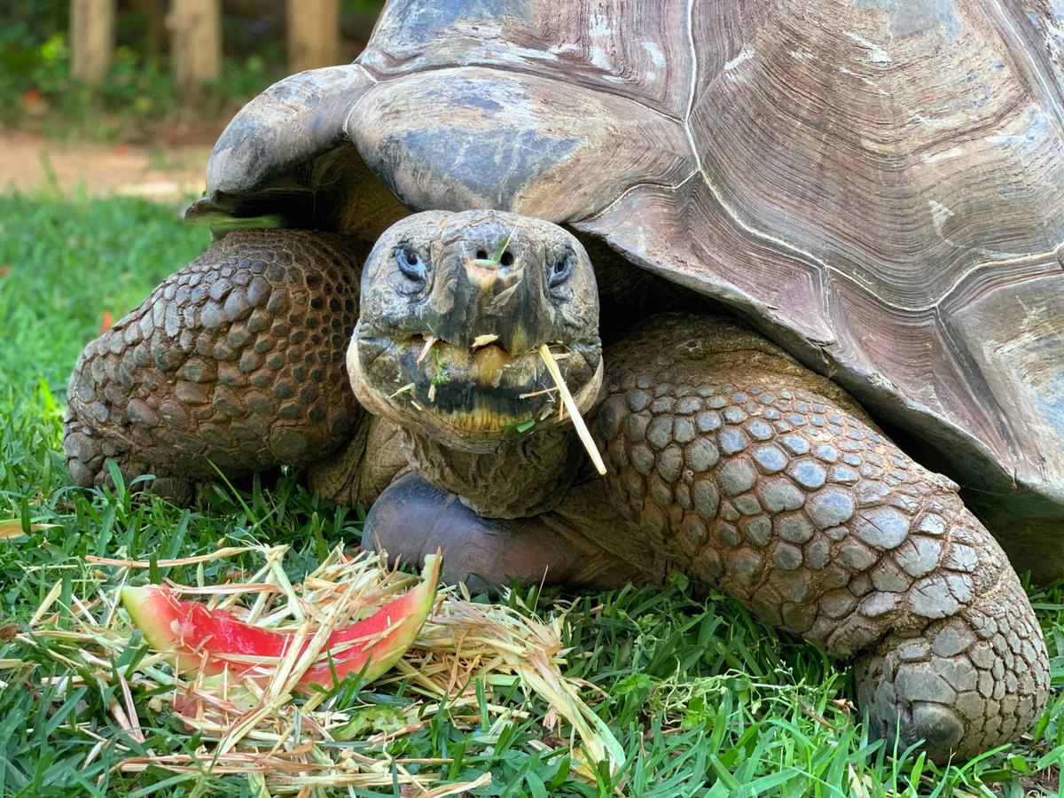 “He is the less dominant tortoise out of the two we care for, except when there is food around, then he gets a bit of speed up to make sure he eats first," zookeeper Leanne Kelman said. (Caters News)