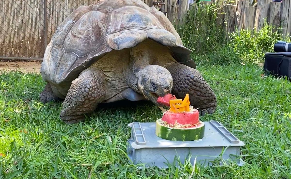 “Anything red really gets Cerro’s attention, he loves any brightly colored foods," zookeeper Leanne Kelman said. (Caters News)