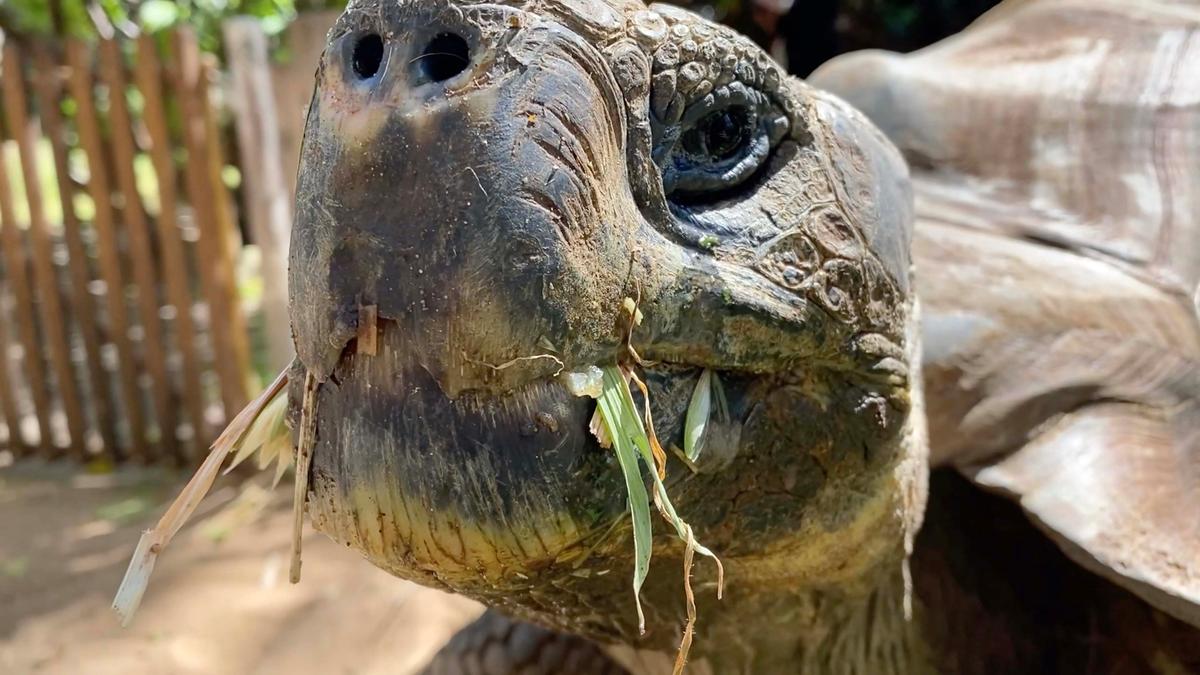  “In the wild these tortoises are vulnerable to extinction, with the main threats being introduced species such as rats, dogs, and cats, which eat tortoise eggs and young tortoises," zookeeper Leanne Kelman said. (Caters News)
