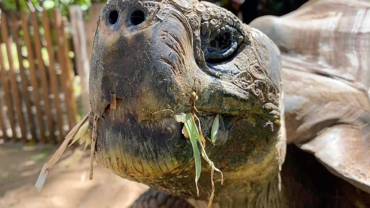 “In the wild these tortoises are vulnerable to extinction, with the main threats being introduced species such as rats, dogs, and cats, which eat tortoise eggs and young tortoises," zookeeper Leanne Kelman said. (Caters News)