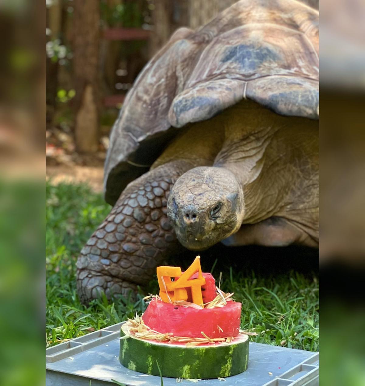 Galapagos tortoise Cerro celebrates his 54th birthday with a watermelon cake at Perth Zoo, Western Australia. (Caters News)