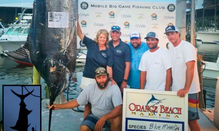Woman Reels In 852lb ‘Monster’ Marlin in Gulf of Mexico, Sets State Record for Largest Fish