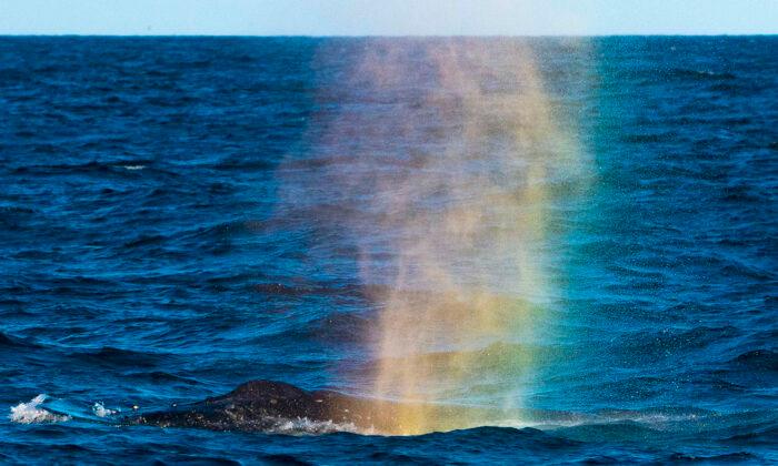 Stunning Photo Shows Humpback Whale Spurting Colorful ‘Rainbow’ From Its Blowhole
