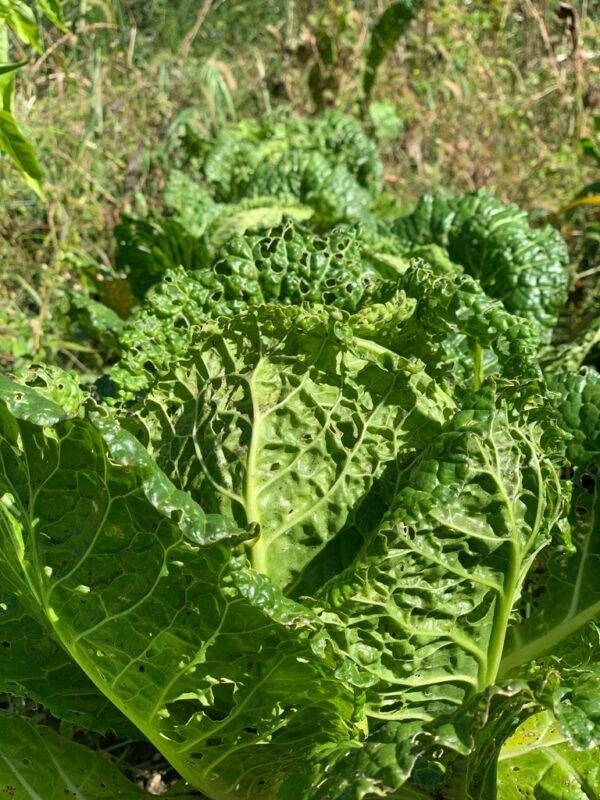Savoy cabbage, a must-have in any Lebanese garden, in Mama’s garden. (Courtesy of Julie Ann Sageer)