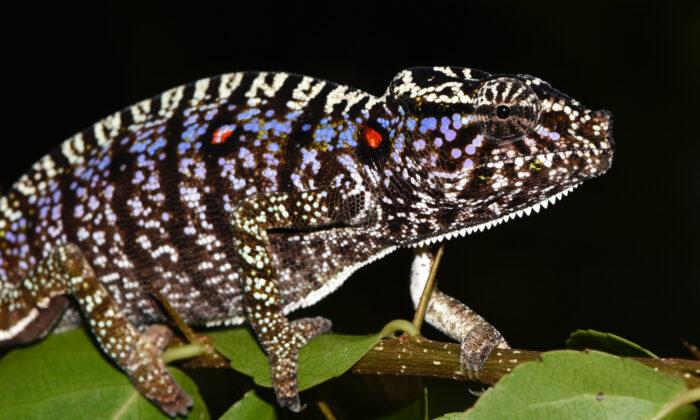 Scientists Rediscover Elusive Chameleon Last Seen 100 Years Ago in Madagascar