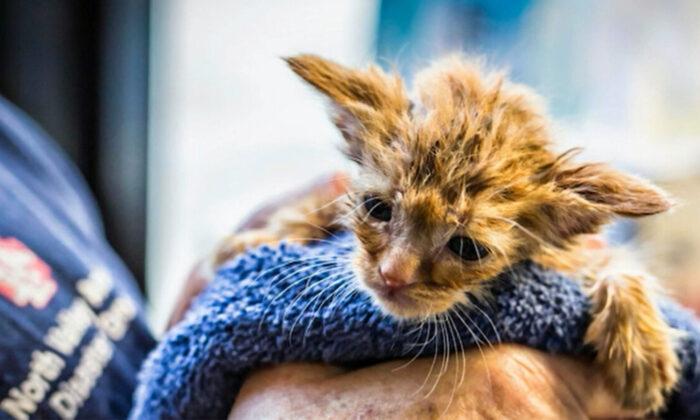 Ash-Covered Kitten Dubbed ‘Baby Yoda’ Rescued From California Wildfires