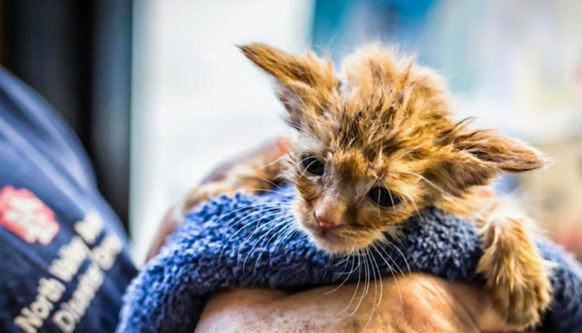 Ash-Covered Kitten Dubbed 'Baby Yoda' Rescued From California Wildfires