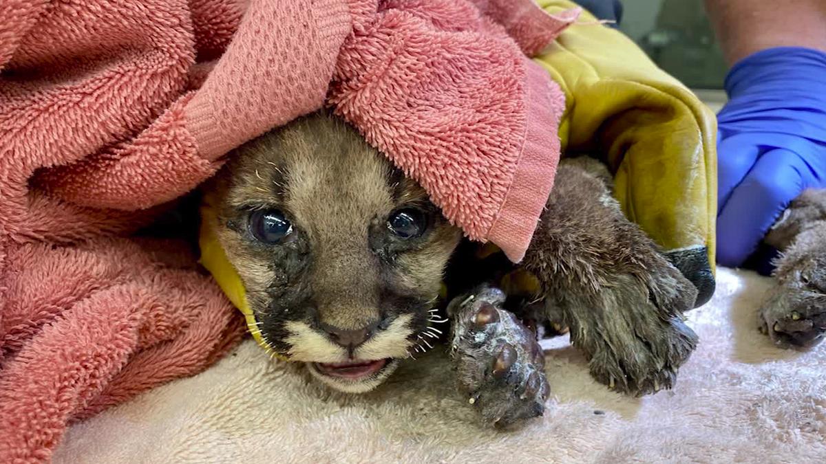 The mountain lion cub had its whiskers singed off, and his paws are badly burned. (Courtesy of Oakland Zoo)
