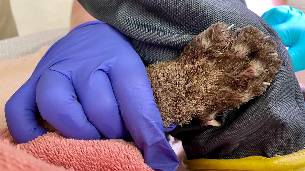 A mountain lion cub is recovering from burns on his paws after being rescued from the Zogg Fire in California. (Courtesy of Oakland Zoo)