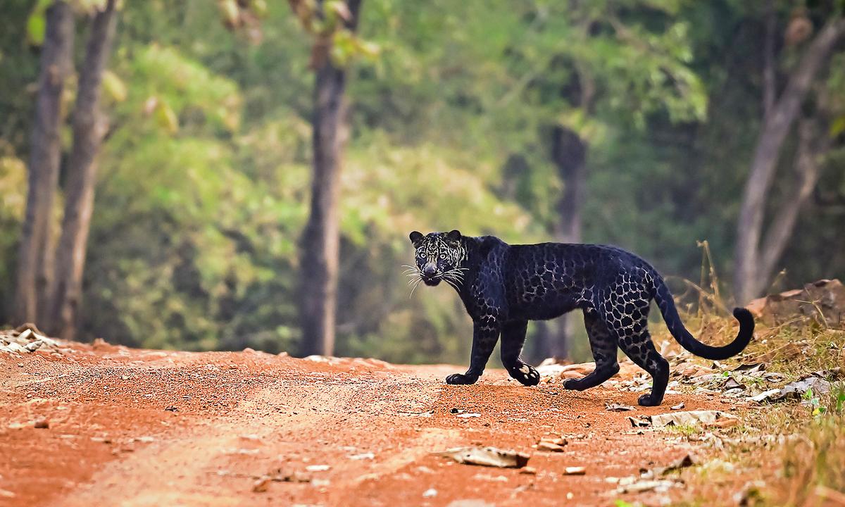 Photographer Captures Images of Extremely Rare Black Leopard After 2 Years of Waiting