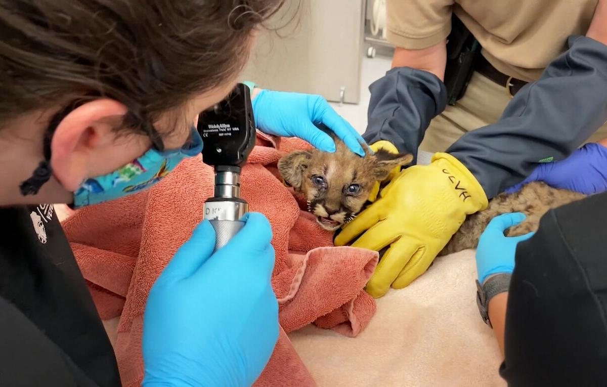 A mountain lion cub is being cared for at the Oakland Zoo after being rescued from a wildfire in California. (Courtesy of Oakland Zoo)