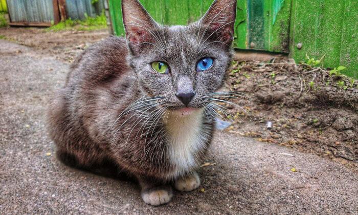Starving Cat Covered in Dirt and Fleas Rescued From the Streets Has the Most Gorgeous Eyes