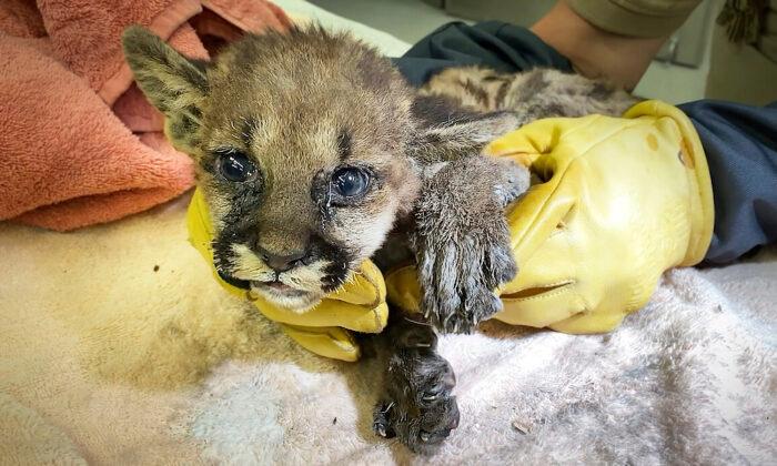 Badly Burned Mountain Lion Cub Rescued From Zogg Wildfire, Treated at Oakland Zoo