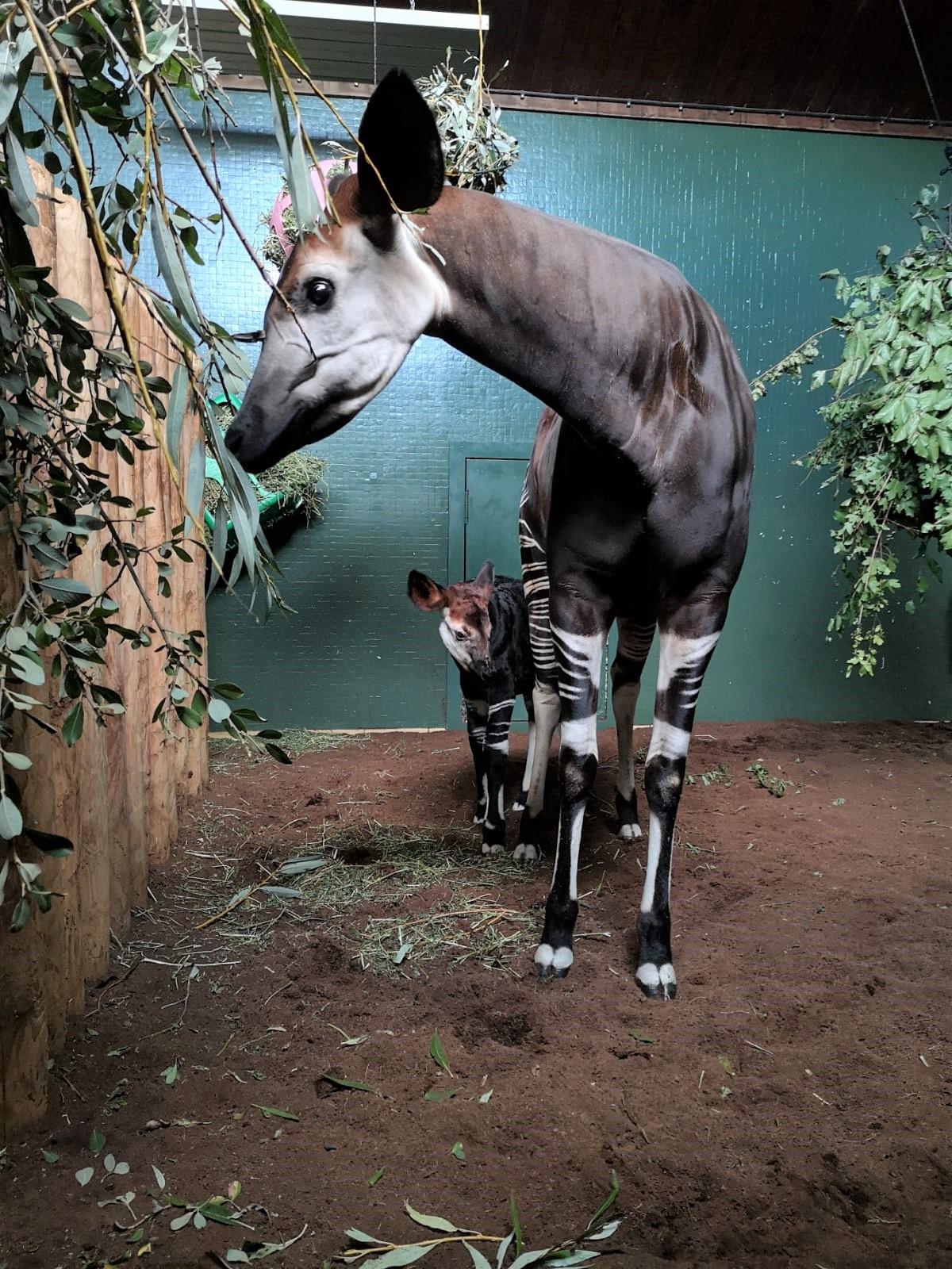 Ede and mom Oni (<a href="https://www.zsl.org/london">ZSL London Zoo</a>)