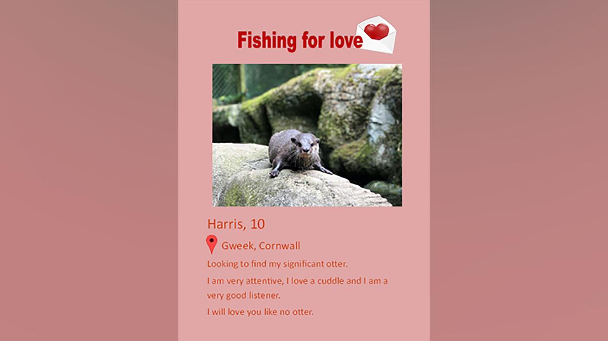 The Cornish Seal Sanctuary team created Harris a dating profile, sending it out in the hope of finding his new perfect match. (Courtesy of Cornish Seal Sanctuary)