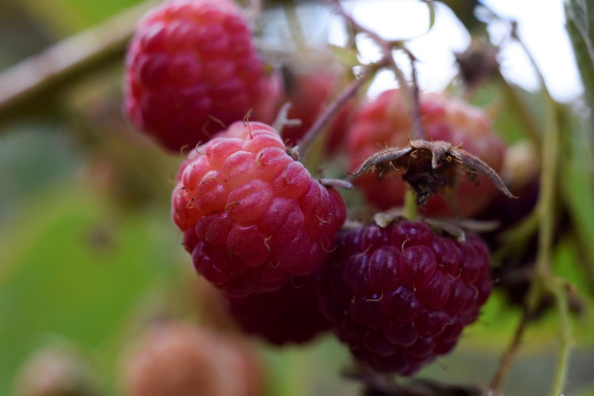 How a Chilean Raspberry Scam Dodged Food Safety Controls From China to Canada
