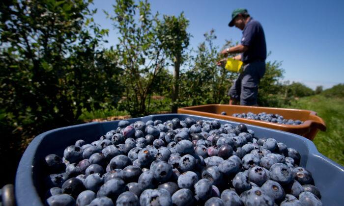 Blueberries Could Be Next in Line for U.S. Tariffs