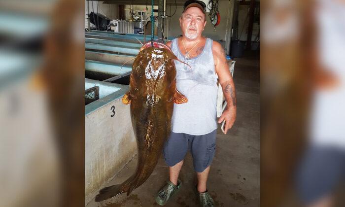Florida Panhandle Fisherman Hauls In HUGE Flathead Catfish, Breaks State Record