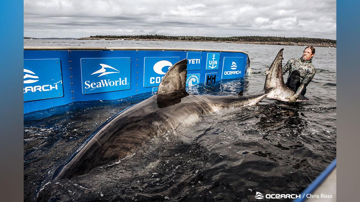 Nukumi, the largest shark that OCEARCH researchers tagged and sampled during the expedition (Courtesy of Chris Ross/OCEARCH/Twitter)