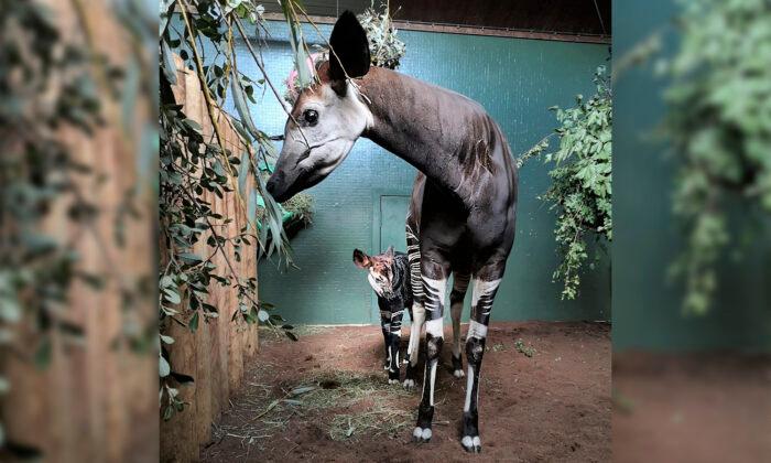 Adorable Baby Okapi Born at London Zoo During Lockdown Takes ‘First Wobbly Steps’
