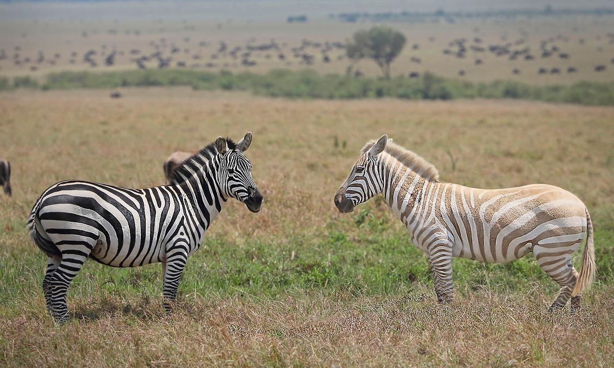 Couple on Safari Capture Photos of Extremely Rare White Zebra Grazing in African Savanna