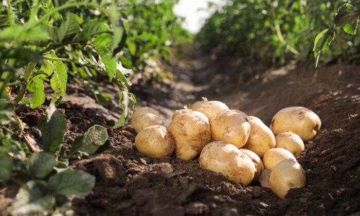 Potatoes Aren’t Bad for People With Type 2 Diabetes, Says Study