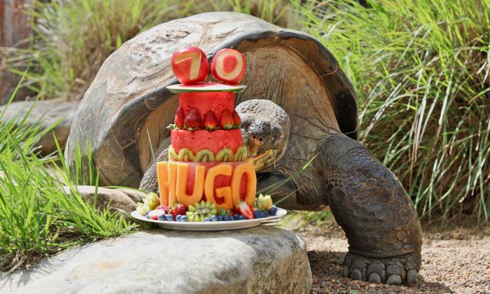 The 402lb Giant Galapagos Tortoise Turns 70, Celebrates Birthday in Style: Video